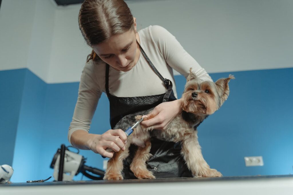 A female pet groomer trims a terrier dog's fur in an indoor grooming salon.