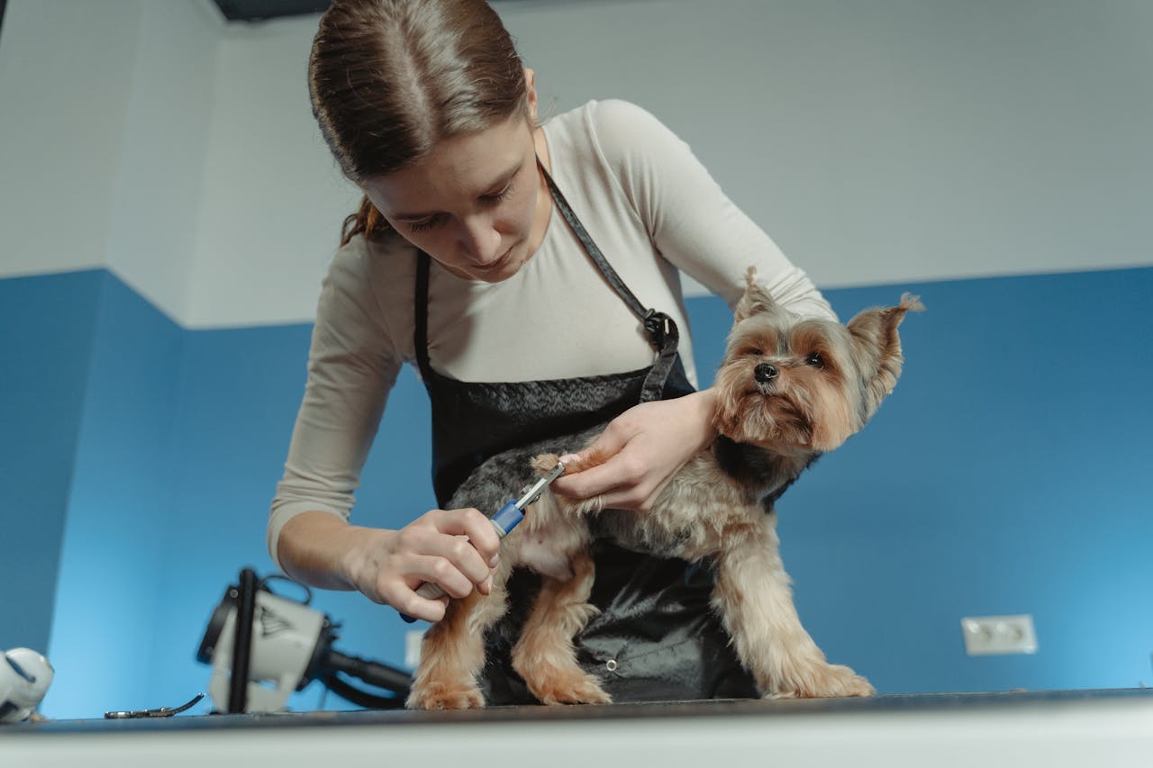 A female pet groomer trims a terrier dog's fur in an indoor grooming salon.
